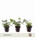 Hemionitis