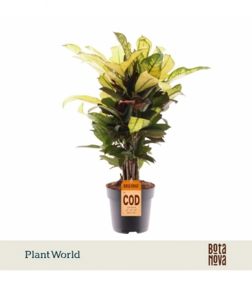 Croton