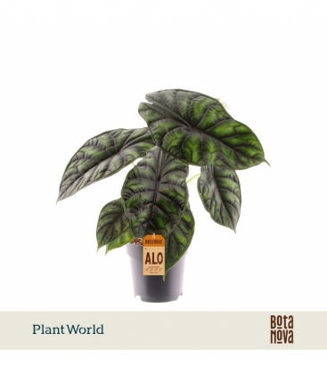 Alocasia