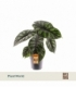 Alocasia