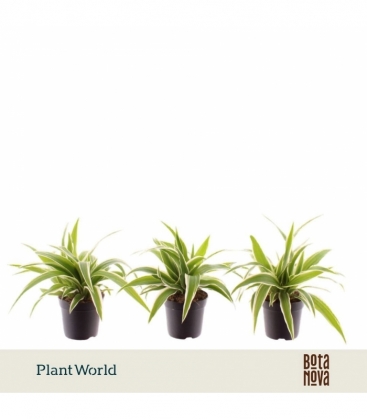Chlorophytum