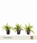 Chlorophytum