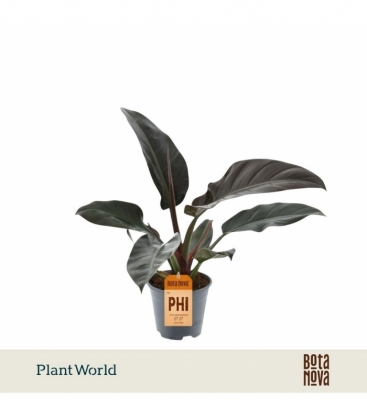 Philodendron
