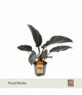 Philodendron