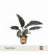 Philodendron