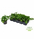 Epipremnum