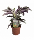 Calathea