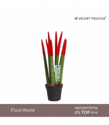 Sansevieria