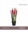 Sansevieria