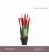 Sansevieria