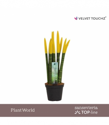 Sansevieria