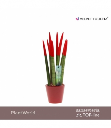 Sansevieria