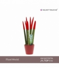 Sansevieria