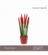 Sansevieria
