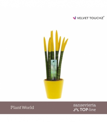 Sansevieria