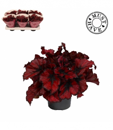 Begonia