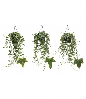 Hedera