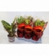 Codiaeum