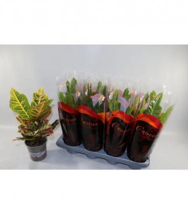 Codiaeum