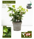 Hedera