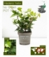 Hedera