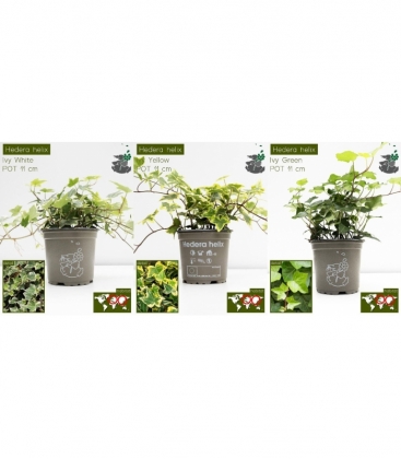 Hedera