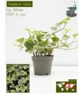 Hedera