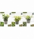 Hedera