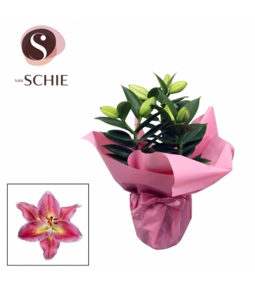Lilium