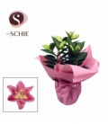 Lilium