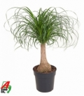 Beaucarnea