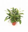 Alpinia