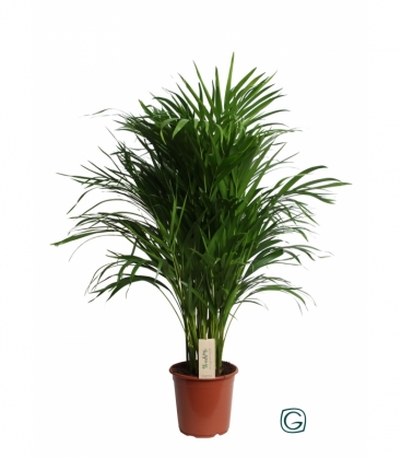 Dypsis