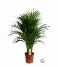 Dypsis