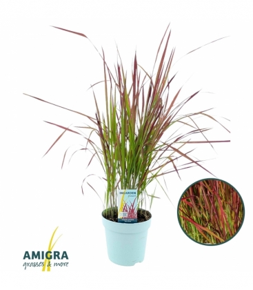 Imperata