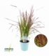 Imperata