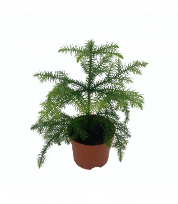 Araucaria