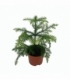 Araucaria