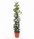 Ficus