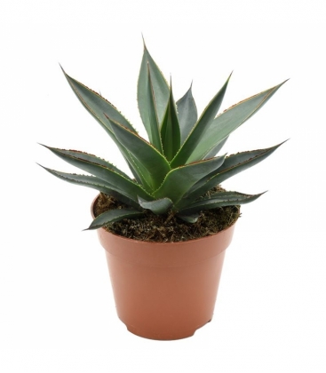 Agave