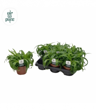 Chlorophytum