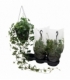 Parthenocissus