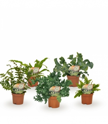 Fern