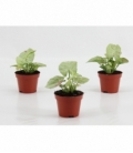 Syngonium