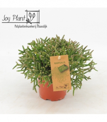 Rhipsalis
