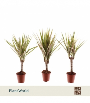 Dracaena