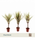 Dracaena