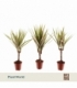 Dracaena