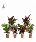 Calathea