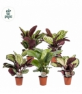 Calathea